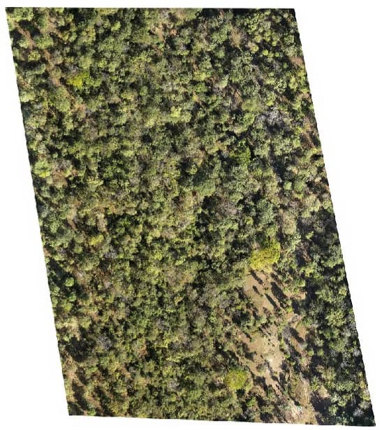 Dang Forest Survey deliverable